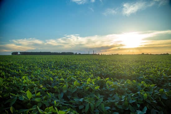 Juliano Tannus: A insegurança jurídica nos contratos de arrendamento rural